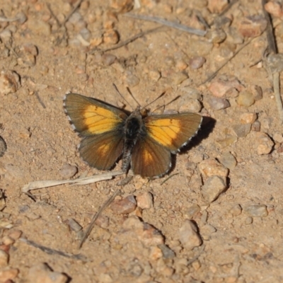 Lucia limbaria (Chequered Copper) at Tuggeranong DC, ACT - 3 Apr 2021 by Tammy