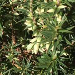 Melichrus urceolatus (Urn Heath) at Oakdale Nature Reserve - 3 Apr 2021 by JaneR