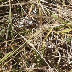 Apina callisto (Pasture Day Moth) at Bass Gardens Park, Griffith - 4 Apr 2021 by SRoss