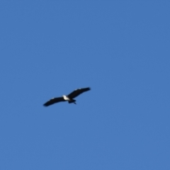 Ardea pacifica (White-necked Heron) at Majura, ACT - 3 Apr 2021 by millsse