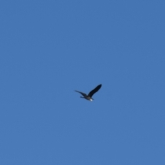 Ardea pacifica at Majura, ACT - 4 Apr 2021