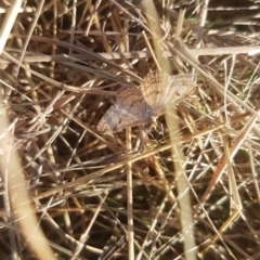 Scopula rubraria (Reddish Wave, Plantain Moth) at Bass Gardens Park, Griffith - 3 Apr 2021 by SRoss