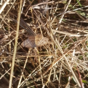 Scopula rubraria at Griffith, ACT - 3 Apr 2021