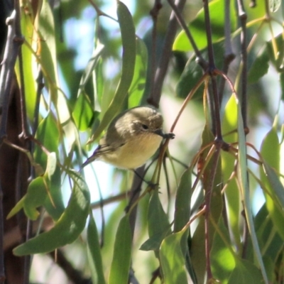 Acanthiza nana (Yellow Thornbill) at Felltimber Creek NCR - 4 Apr 2021 by Kyliegw