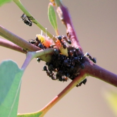 Eurymelinae (subfamily) (Unidentified eurymeline leafhopper) at West Wodonga, VIC - 4 Apr 2021 by Kyliegw