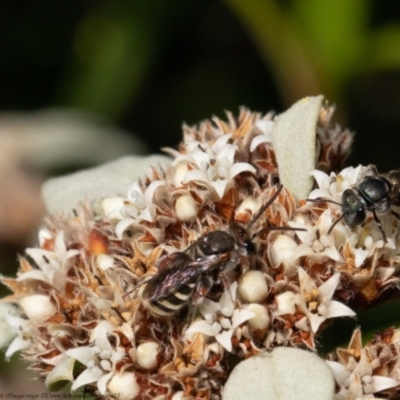 Lipotriches sp. (genus) (Halictid bee) at ANBG - 1 Apr 2021 by Roger