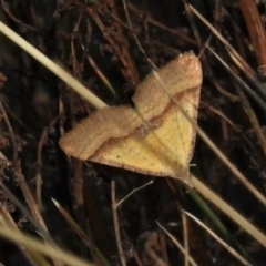 Anachloris subochraria (Golden Grass Carpet) at Cotter River, ACT - 30 Mar 2021 by JohnBundock