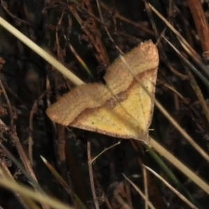 Anachloris subochraria at Cotter River, ACT - 30 Mar 2021