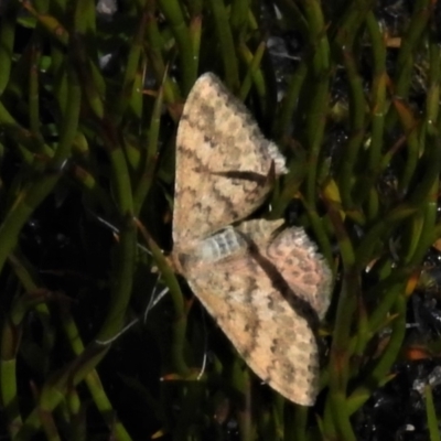 Scopula rubraria (Reddish Wave, Plantain Moth) at Cotter River, ACT - 30 Mar 2021 by JohnBundock