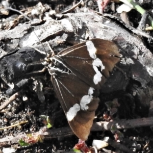 Nyctemera amicus at Cotter River, ACT - 30 Mar 2021 02:08 PM