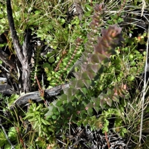 Epacris breviflora at Cotter River, ACT - 30 Mar 2021 02:25 PM