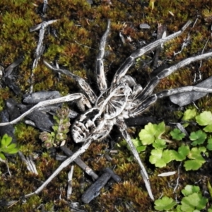 Tasmanicosa godeffroyi at Cotter River, ACT - 30 Mar 2021 02:29 PM