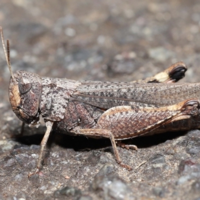 Cryptobothrus chrysophorus (Golden Bandwing) at ANBG - 2 Apr 2021 by TimL