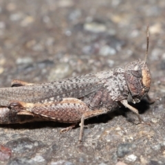 Cryptobothrus chrysophorus at Acton, ACT - 2 Apr 2021