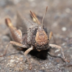 Cryptobothrus chrysophorus at Acton, ACT - 2 Apr 2021