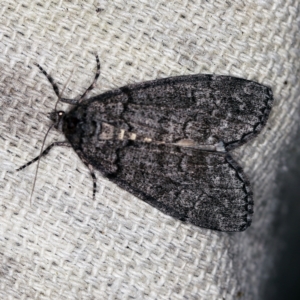 Smyriodes undescribed species nr aplectaria at O'Connor, ACT - 2 Apr 2021 09:40 PM