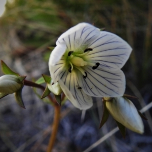 Gentianella muelleriana subsp. jingerensis at Cotter River, ACT - 3 Apr 2021