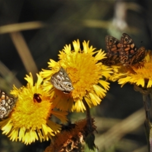 Oreixenica latialis at Cotter River, ACT - suppressed