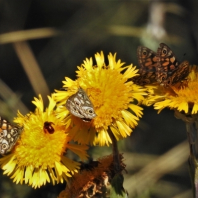 Oreixenica latialis (Small Alpine Xenica) at Cotter River, ACT - 3 Apr 2021 by JohnBundock