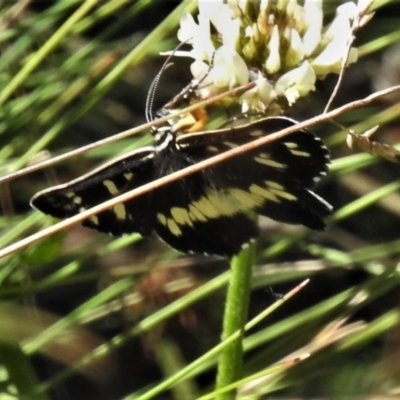 Cruria donowani (Crow or Donovan's Day Moth) at Cotter River, ACT - 3 Apr 2021 by JohnBundock