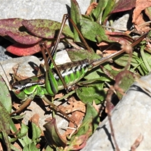 Chlorodectes montanus at Cotter River, ACT - 3 Apr 2021