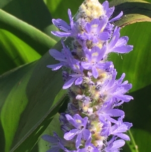 Pontederia cordata at Yarralumla, ACT - 4 Apr 2021