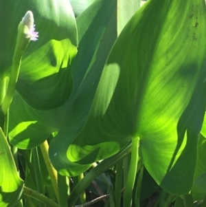 Pontederia cordata at Yarralumla, ACT - 4 Apr 2021