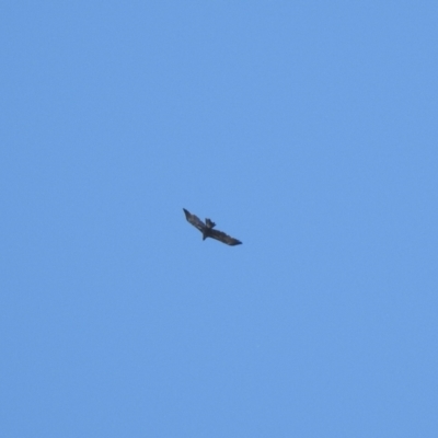 Aquila audax (Wedge-tailed Eagle) at Booth, ACT - 3 Apr 2021 by KMcCue