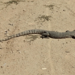 Varanus rosenbergi (Heath or Rosenberg's Monitor) at Mount Clear, ACT - 3 Apr 2021 by KMcCue