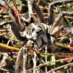 Tasmanicosa godeffroyi (Garden Wolf Spider) at Cotter River, ACT - 3 Apr 2021 by JohnBundock