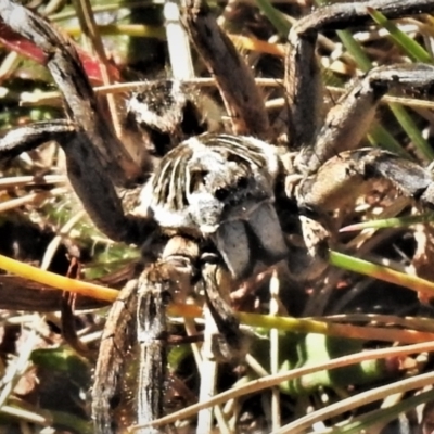 Tasmanicosa godeffroyi (Garden Wolf Spider) at Bimberi Nature Reserve - 3 Apr 2021 by JohnBundock