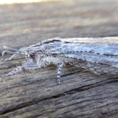 Heoclisis fundata at Yass River, NSW - 4 Apr 2021 10:42 AM