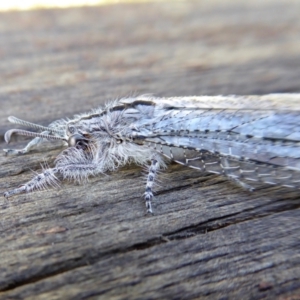 Heoclisis fundata at Yass River, NSW - 4 Apr 2021 10:42 AM