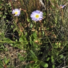 Brachyscome spathulata at Cotter River, ACT - 30 Mar 2021 02:02 PM