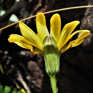 Microseris lanceolata at Cotter River, ACT - 30 Mar 2021