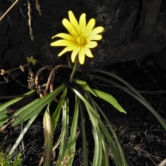 Microseris lanceolata at Cotter River, ACT - 30 Mar 2021