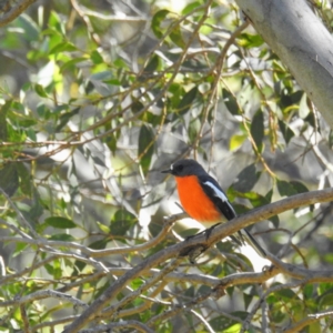 Petroica phoenicea at Kosciuszko National Park, NSW - 4 Apr 2021 10:23 AM