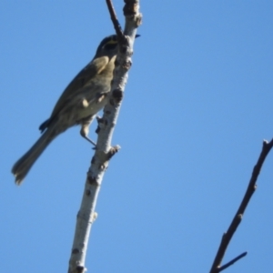 Caligavis chrysops at Murrumbateman, NSW - 4 Apr 2021