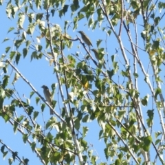 Caligavis chrysops at Murrumbateman, NSW - 4 Apr 2021 02:23 PM