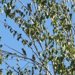 Caligavis chrysops at Murrumbateman, NSW - 4 Apr 2021 02:23 PM