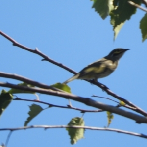 Caligavis chrysops at Murrumbateman, NSW - 4 Apr 2021 02:23 PM