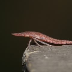 Ledrinae (subfamily) (A Flat-headed Leafhopper) at Downer, ACT - 2 Apr 2021 by TimL