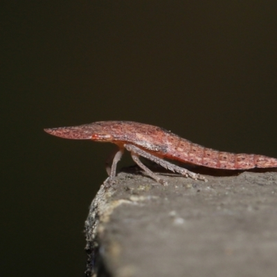 Ledrinae (subfamily) (A Flat-headed Leafhopper) at Downer, ACT - 2 Apr 2021 by TimL