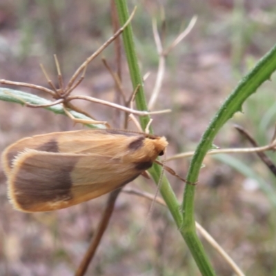 Threnosia heminephes (Halved Footman) at Kowen, ACT - 21 Mar 2021 by RobParnell