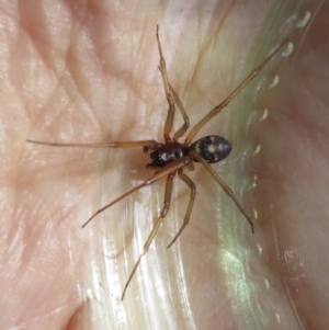 Steatoda grossa at Narrabundah, ACT - 17 Feb 2021