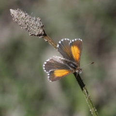 Lucia limbaria (Chequered Copper) at Uriarra Recreation Reserve - 4 Apr 2021 by RomanSoroka