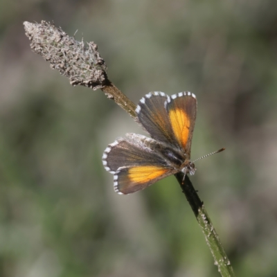 Lucia limbaria (Chequered Copper) at Uriarra Recreation Reserve - 4 Apr 2021 by RomanSoroka