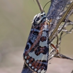 Apina callisto (Pasture Day Moth) at Stromlo, ACT - 4 Apr 2021 by Roman