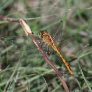 Diplacodes bipunctata at Stromlo, ACT - 4 Apr 2021