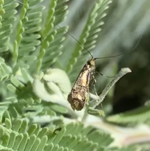 Nemophora (genus) at Murrumbateman, NSW - 4 Apr 2021